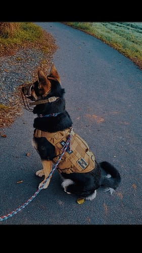 Customer photo review of Maulkorbberatung (online)