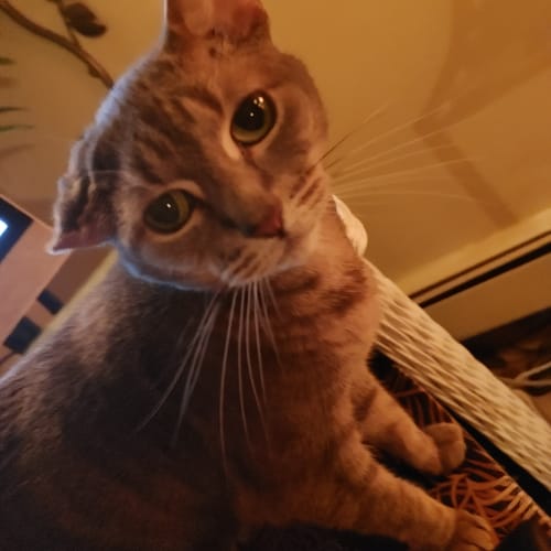 Customer photo review of Dog & Cat Ear Infection & Itch Relief Remedy