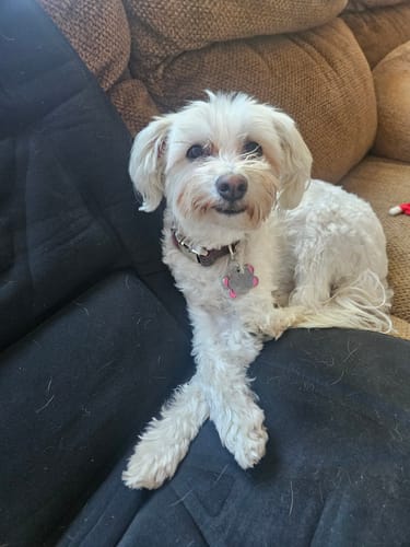 Customer photo review of PuppyPad