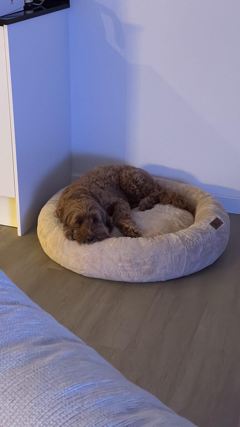 Customer photo review of Pet Perfect Hoes (ZONDER VULLING) voor Orthopedische Donutmand - ZONDER VULLING