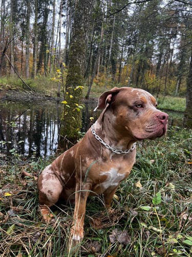 Customer photo review of Langgliedrige pulverbeschichtete Ketten