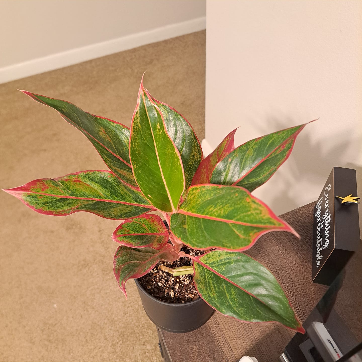 Customer photo review of Aglaonema 'Jasper Jones'
