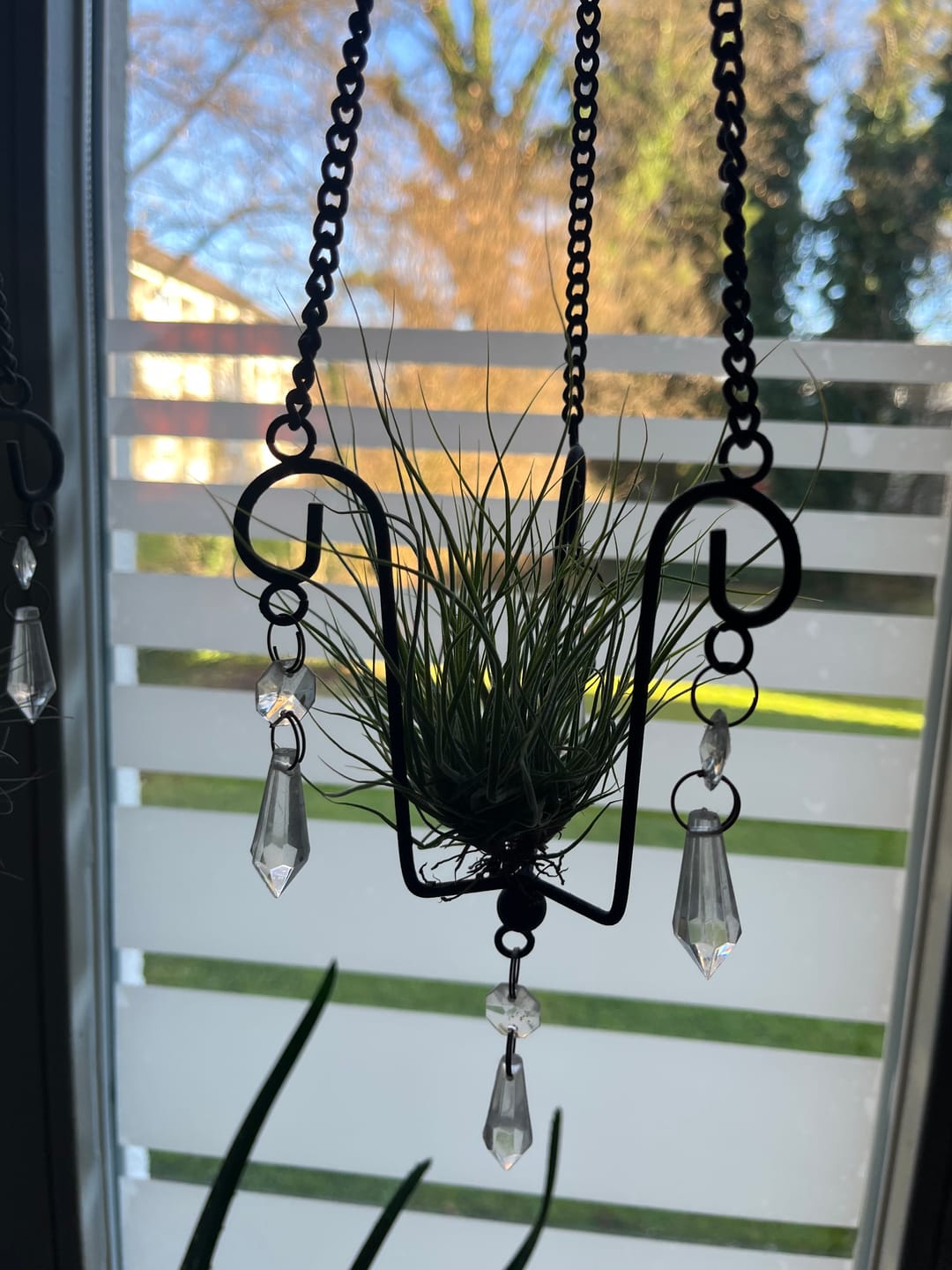 Customer photo review of Tillandsia schiedeana major - Mini Pulk