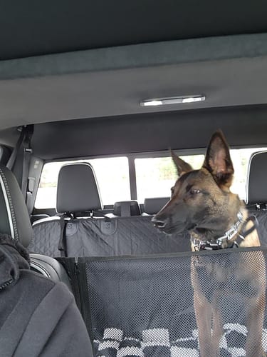 Customer's dog looking through the mesh window of the black hammock seat cover installed in a car.