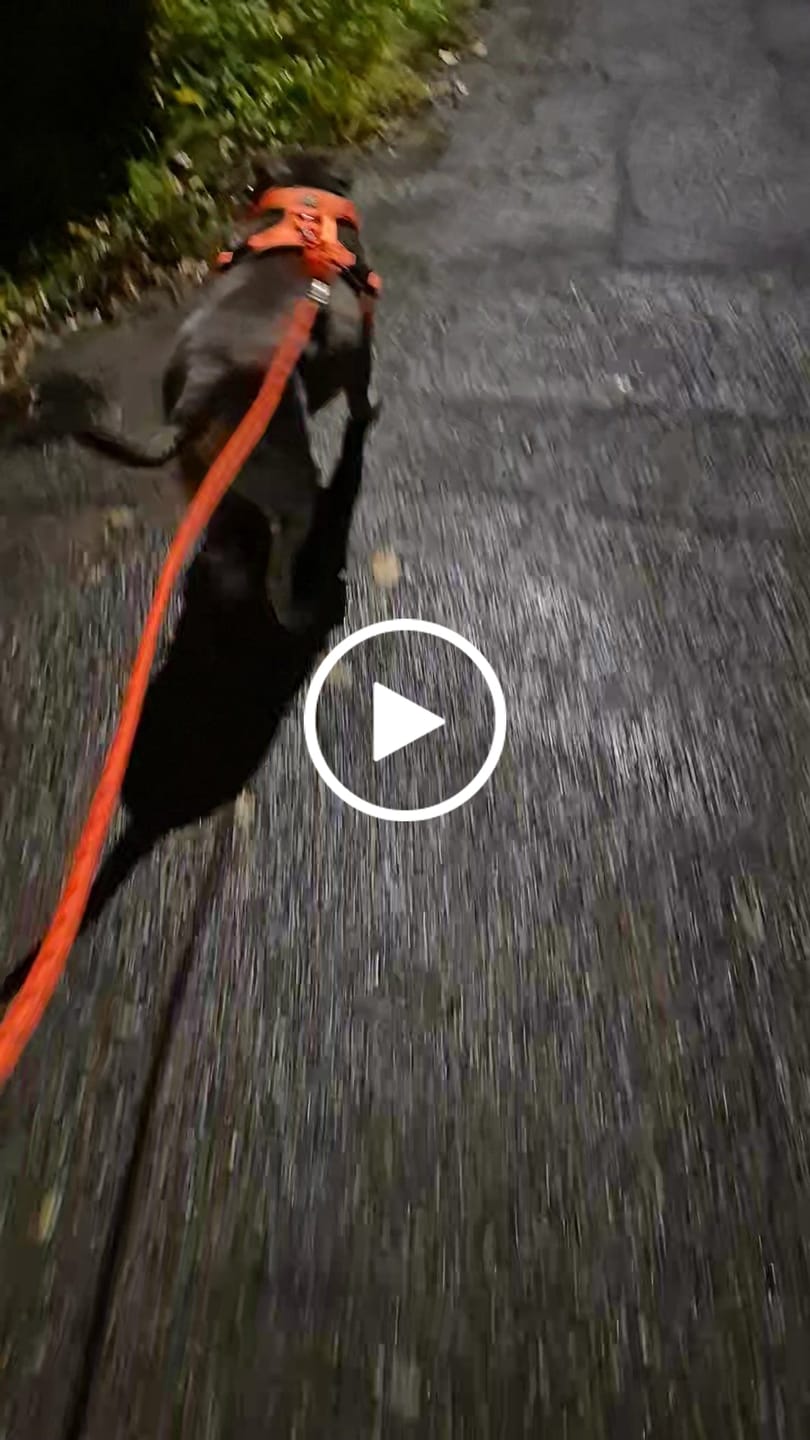 Customer video review of Comfort Premium Harness | Non Restrictive - Orange