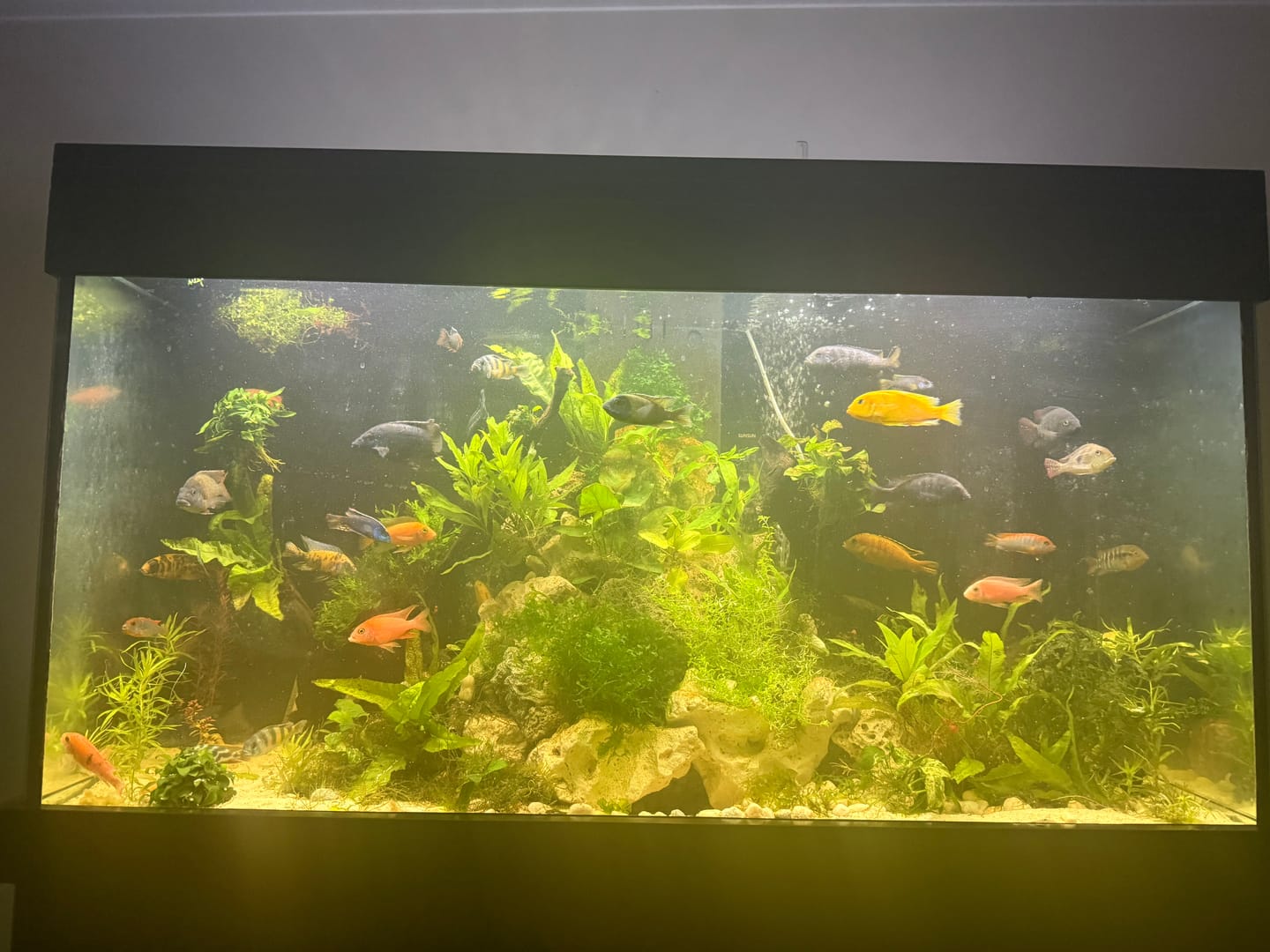 Customer photo review of Phat Pro Fertiliser