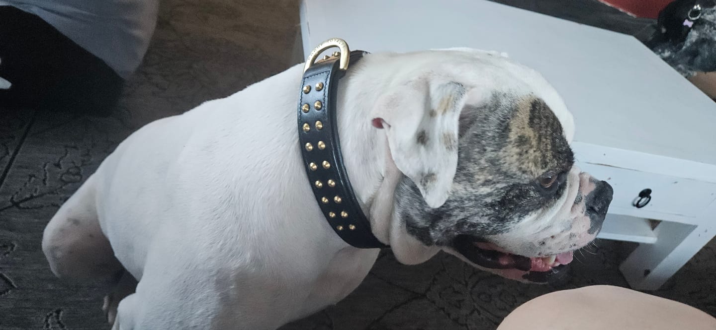 Customer photo review of Hand Made Leather Dog Collar- RuffNeck Black & Brass (Regular Fit)