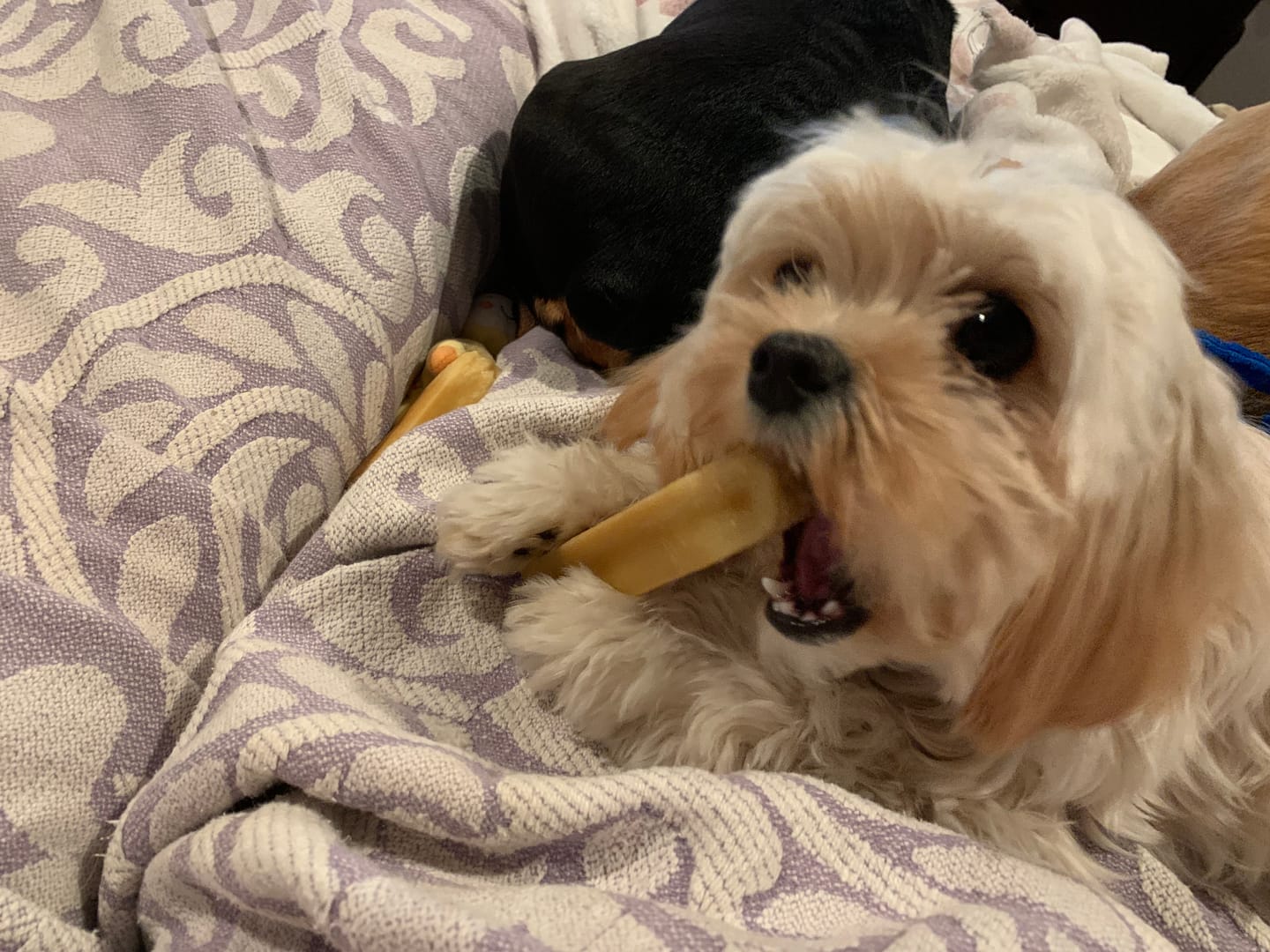 Customer photo review of 6 Inch Thick Bully Stick