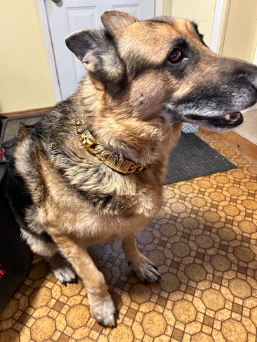 Customer photo review of THE BALBOA 1.25 Inch Dog Collar - Gold Curb Link Premium