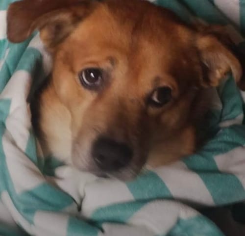 Customer photo review of PuppyPad