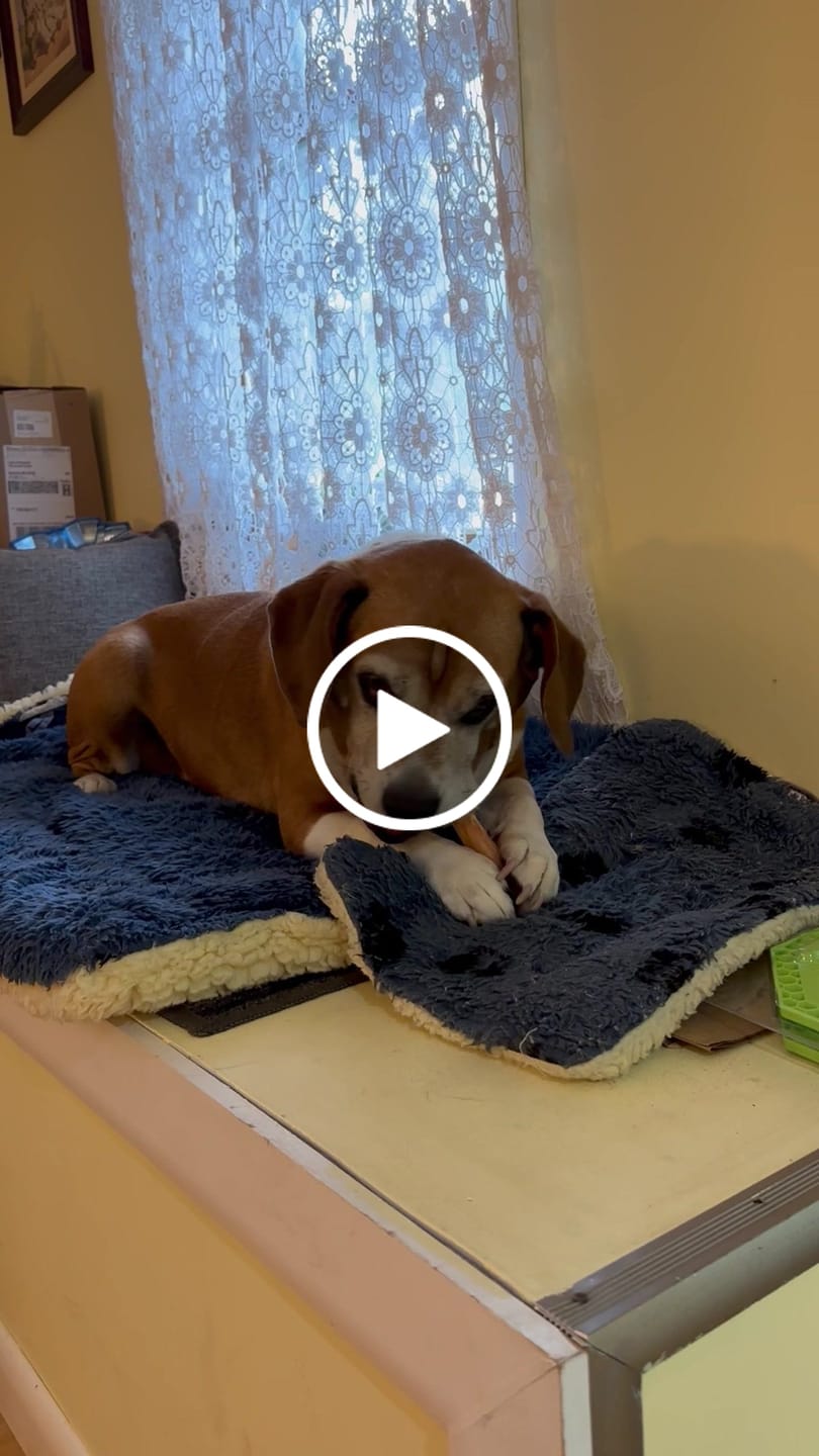 Customer video review of 6 Inch Jumbo Bully Stick