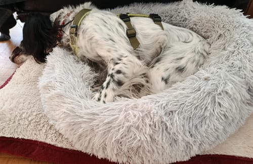 Customer photo review of Hundebett - Katzenbett rund Wuscheldonut