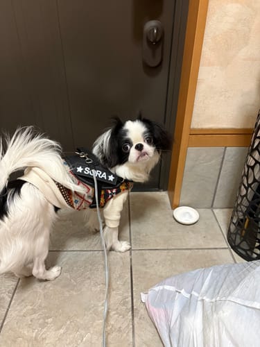 Customer photo review of FunFunPet 高機能ハーネス（お名前タグ作成サービス付き）