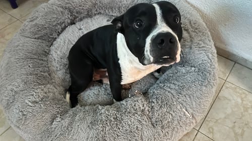 Un perro blanco y negro de un cliente sentado en la suave Cama Antiestrés gris, mirando a la cámara.