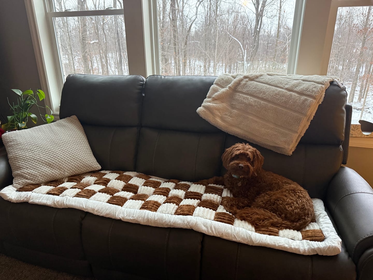 Customer photo review of NEW 2-in-1 Furniture Protector & Dog Bed Couch Cover with Thick Orthopedic Padding, Non-Slip Grip, Scratch-Resistant Surface & Machine-Washable Fabric