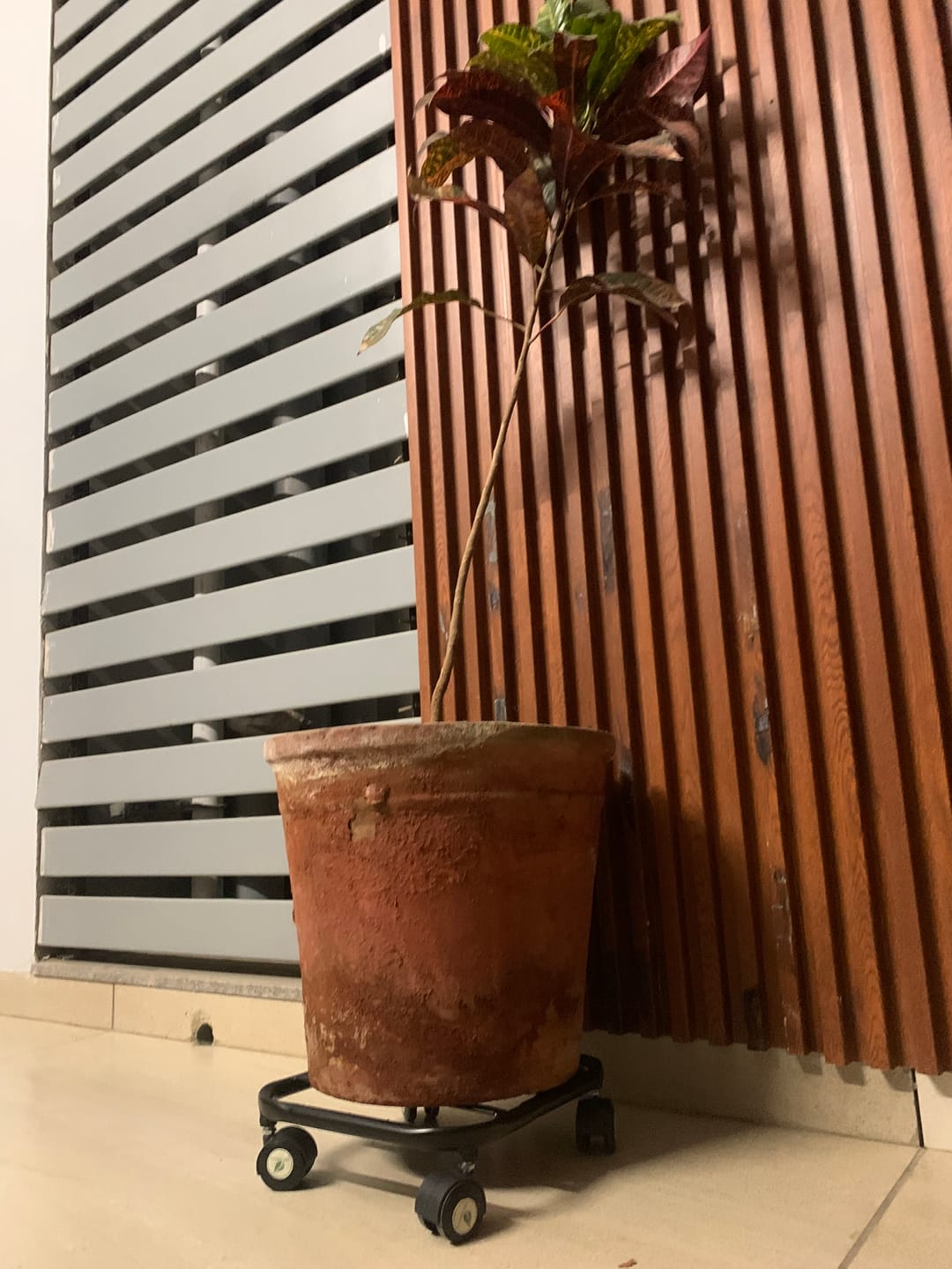 Customer photo review of TryGreen Daze Wheel Rolling Plant Stand for Planters