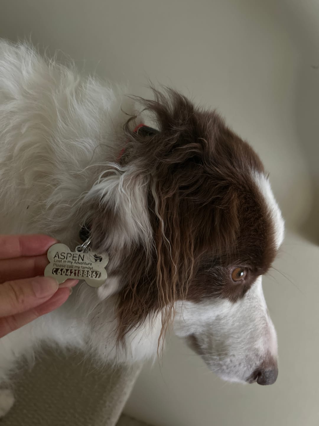 Customer photo review of Bone Dog Tag