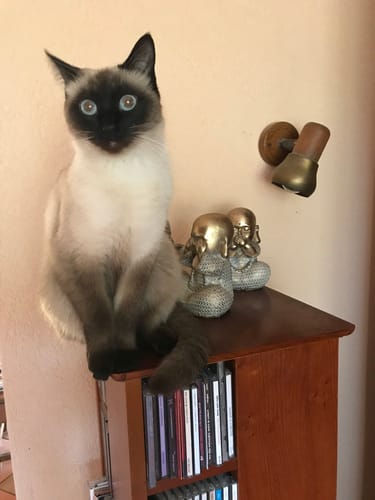 Avis du client : un adorable chat siamois aux yeux bleus assis sur une étagère en bois.