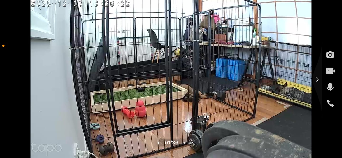 Customer photo review of 8 Panel Pet Dog Playpen
