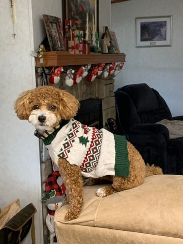 Customer photo review of PuppyPad