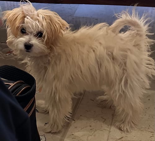 Customer photo review of PuppyPad