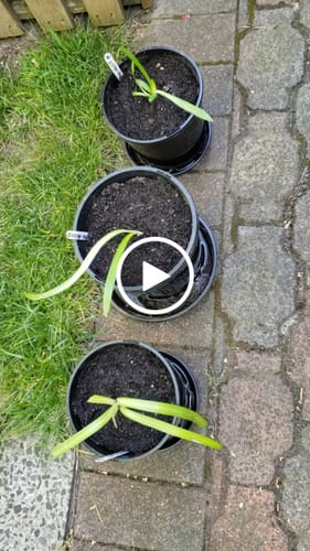 Customer video review of Agapanthus - Liliaceae - Agapanthaceae