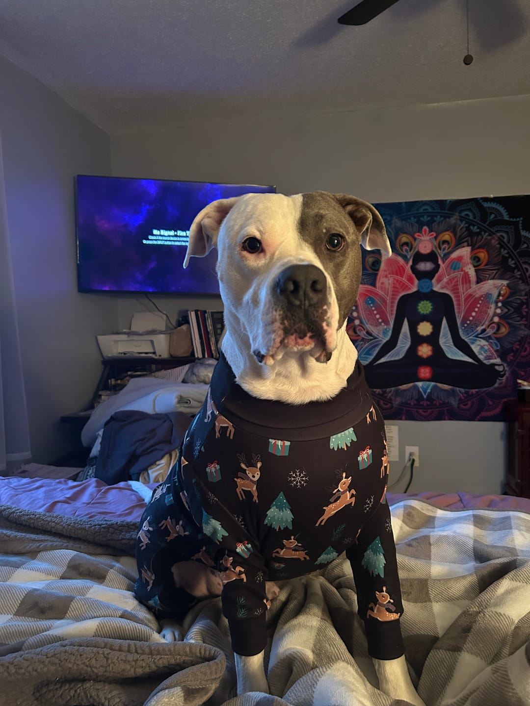 Customer photo review of Dog Christmas Pajama - Reindeers