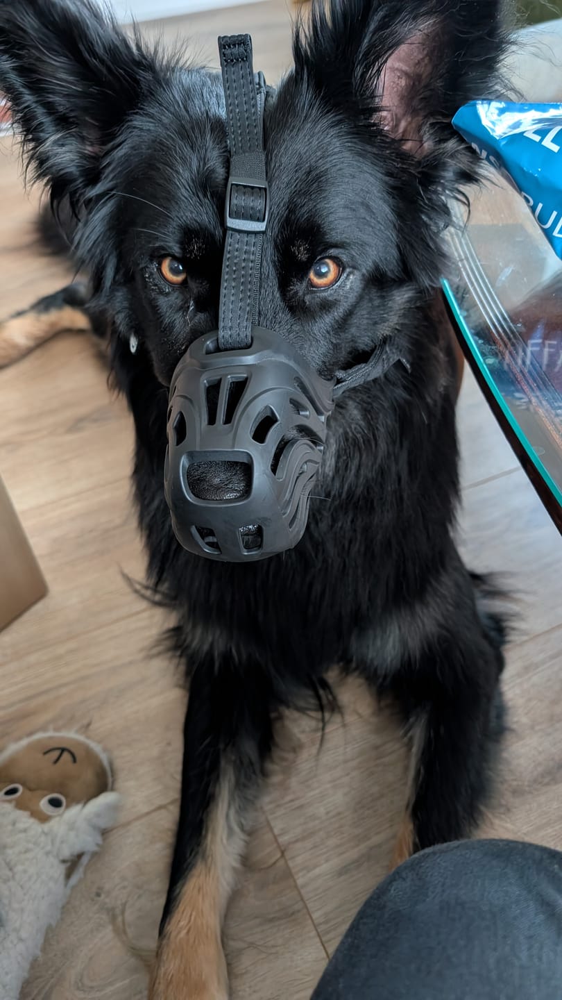 Customer photo review of Muzzle | Flexi & Legal Requirement - S-XL Breeds - Black