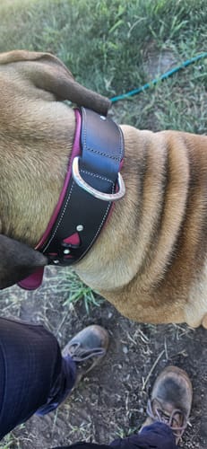 Customer photo review of Hand Made Leather Dog Collar - Queen of Hearts (Wide Fit)