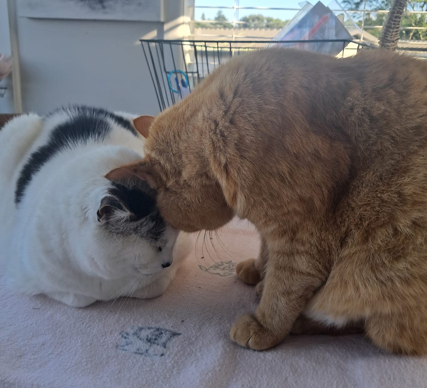 Customer photo review of Revolution PLUS for Large Cats 5-10kg