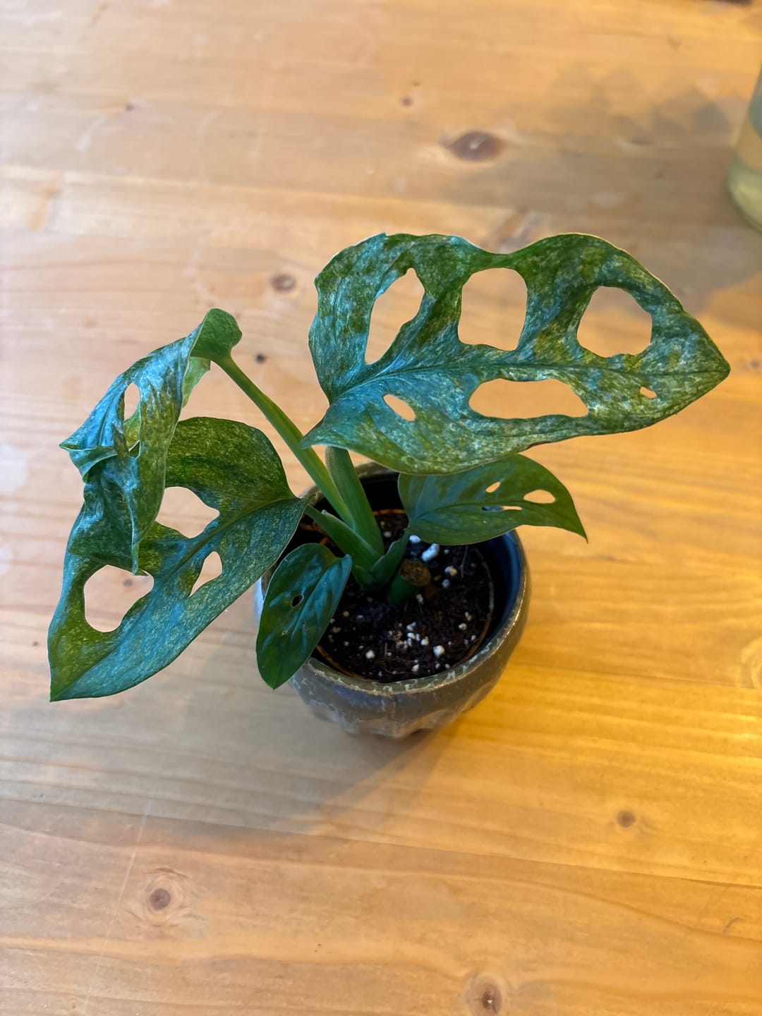 Customer photo review of MONSTERA FROZEN FRECKLES