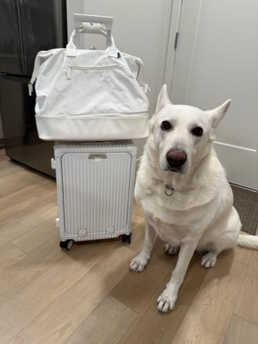 Reviewer's white suitcase and bag set on a wooden floor next to a large white dog.