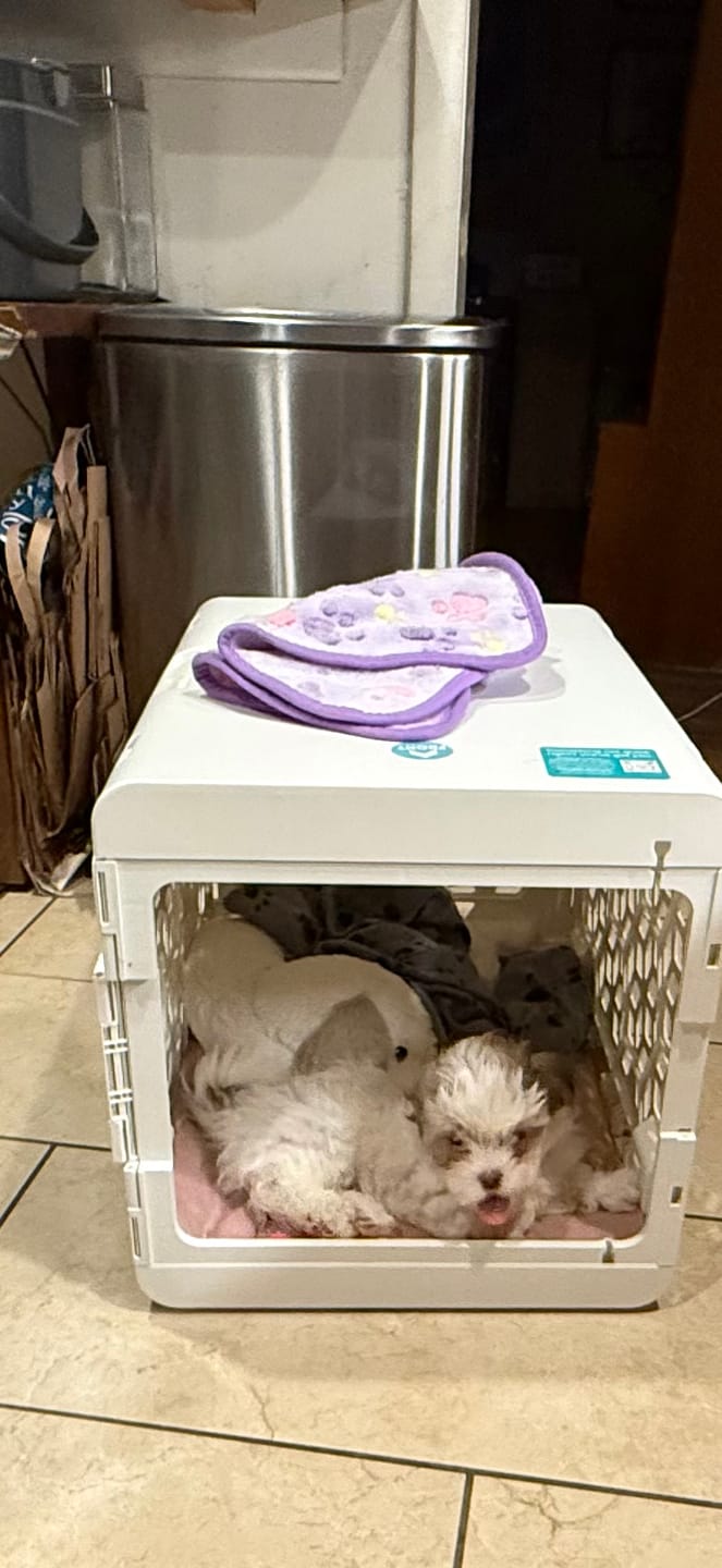 Customer photo review of Puppy Bundle PAWD® Dog Crate