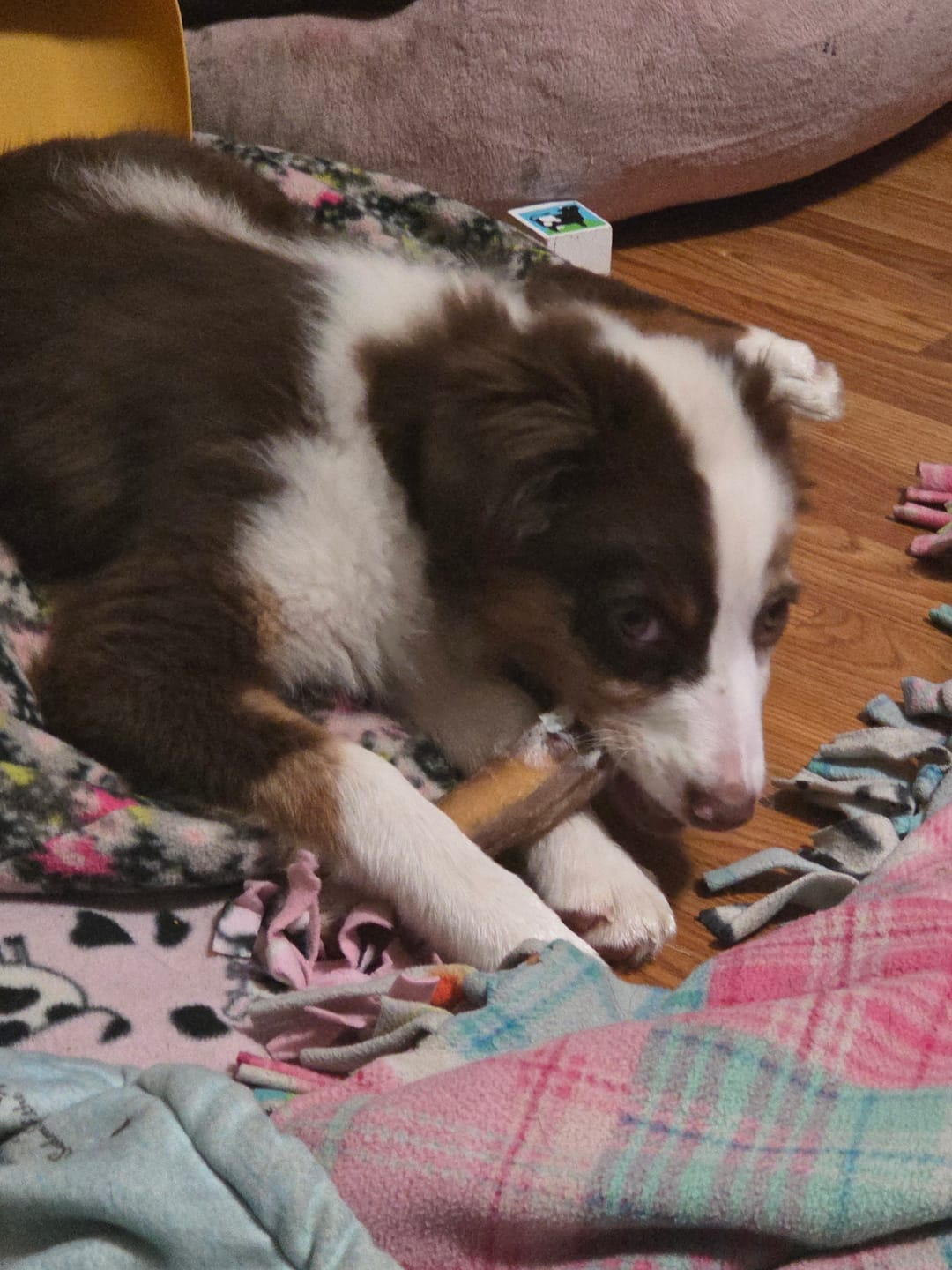Customer photo review of Bully Sticks