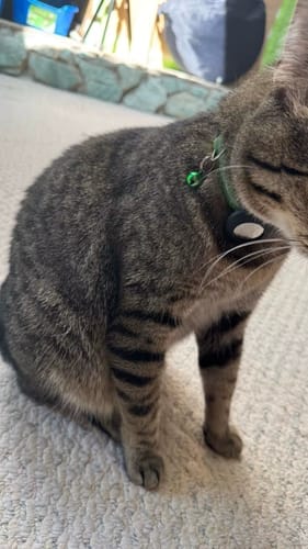 Customer photo review of KALYMA Félis – Intelligentes Tracker-Halsband