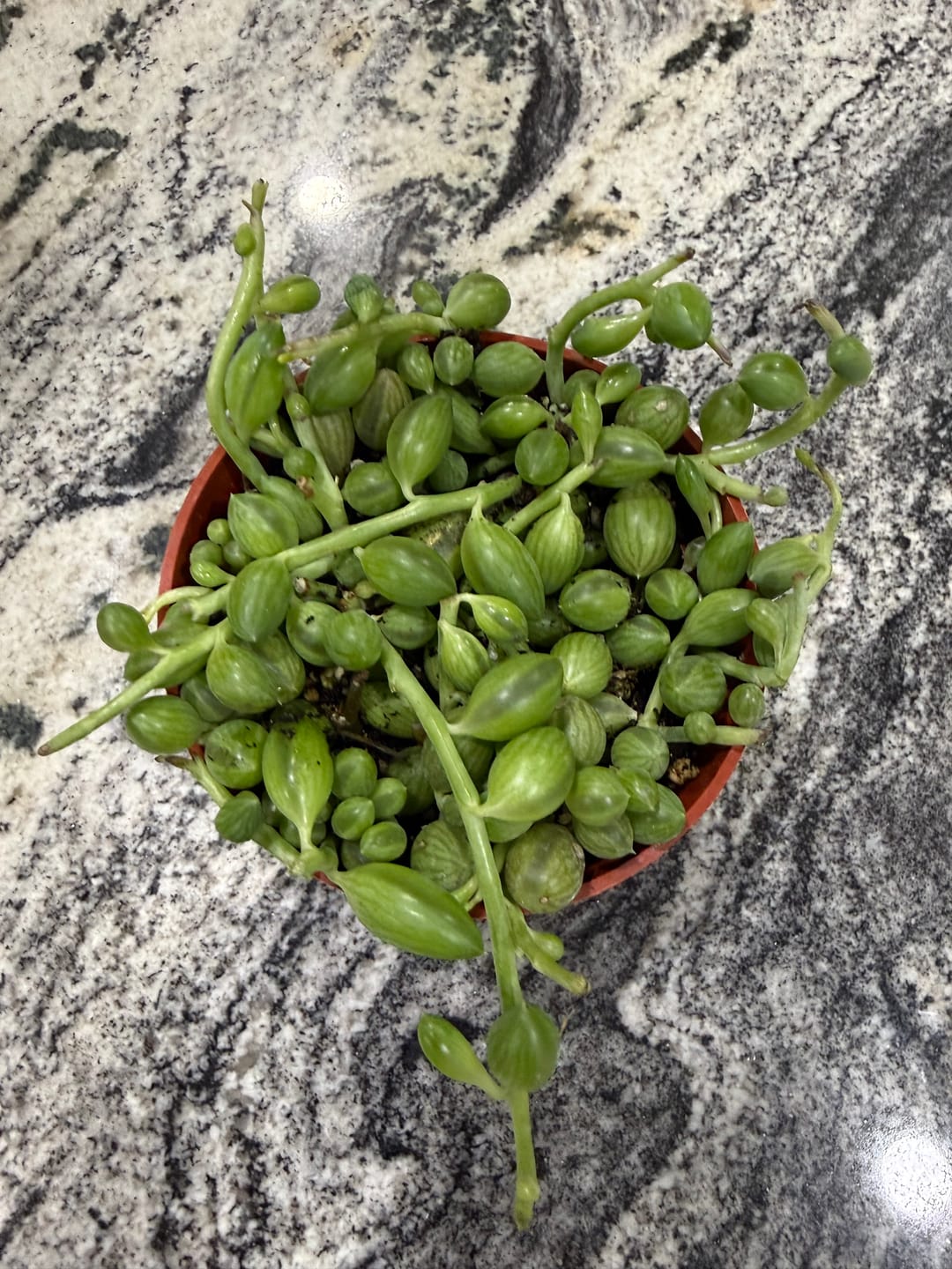 Customer photo review of String of Watermelon – Senecio herreianus