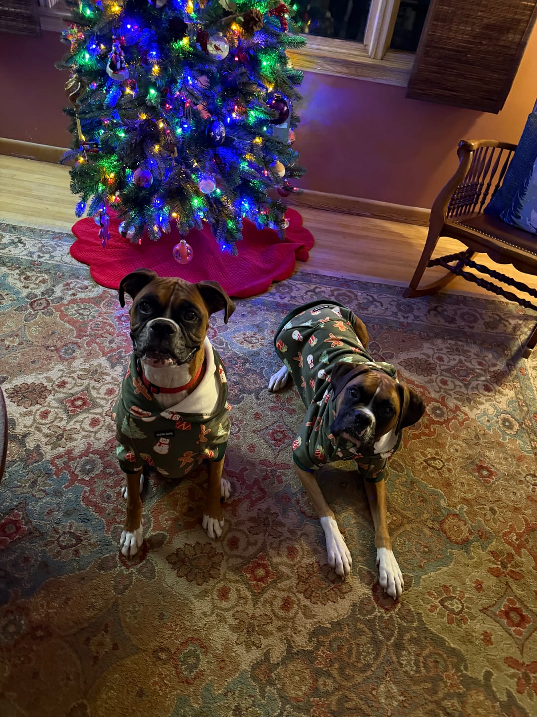 Customer photo review of Christmas Dog Hoodies