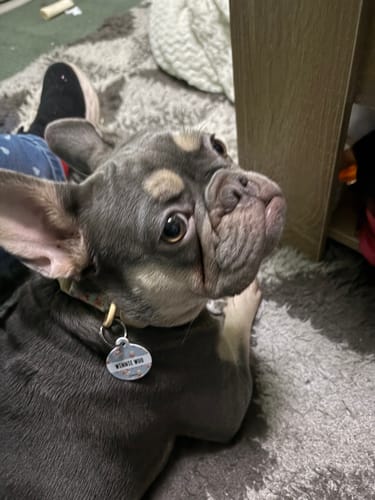 Customer photo review of Disney© Collar - Winnie The Pooh