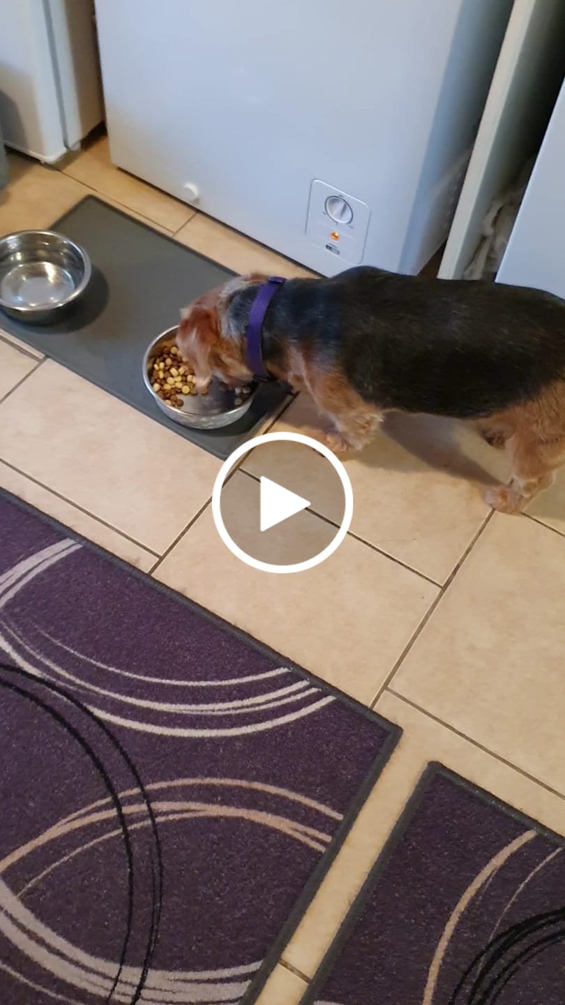 Customer video review of Original Beef - Adult Dry Dog Food 3Kg