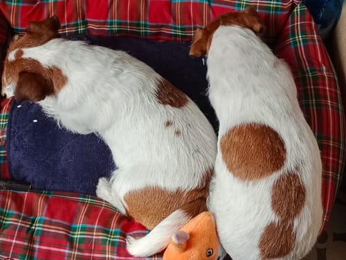 Customer photo review of Se hai richiesto il ricamo questo è il suo costo (NON RIMUOVERE)