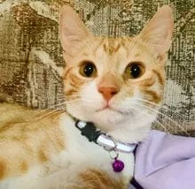 Customer photo review of KALYMA Félis – Intelligentes Tracker-Halsband