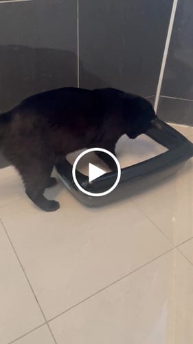 Customer video review of 1 Month Supply – 1 Cat