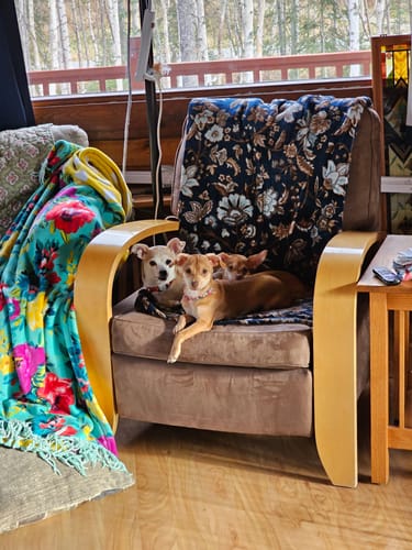 Customer photo review of PuppyPad