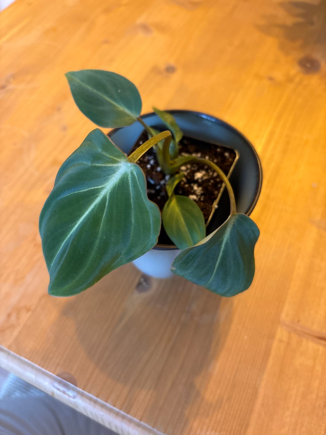 Customer photo review of PHILODENDRON GLORIOSUM
