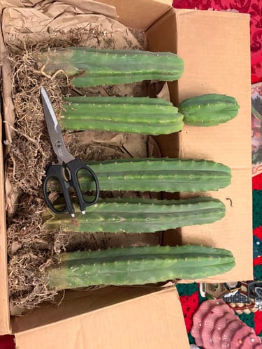 Customer photo review of Trichocereus Pachanoi | Bulk Cutting Packs | San Pedro Cactus Bulk