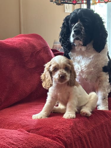 Customer photo review of PuppyPad