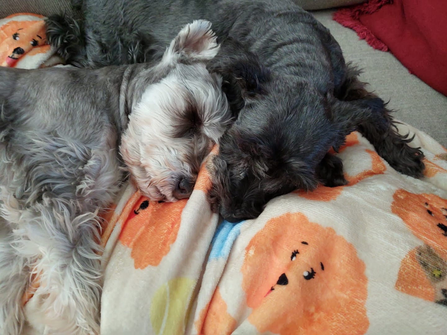Customer photo review of Hooman Blankie - Curly Club Collection