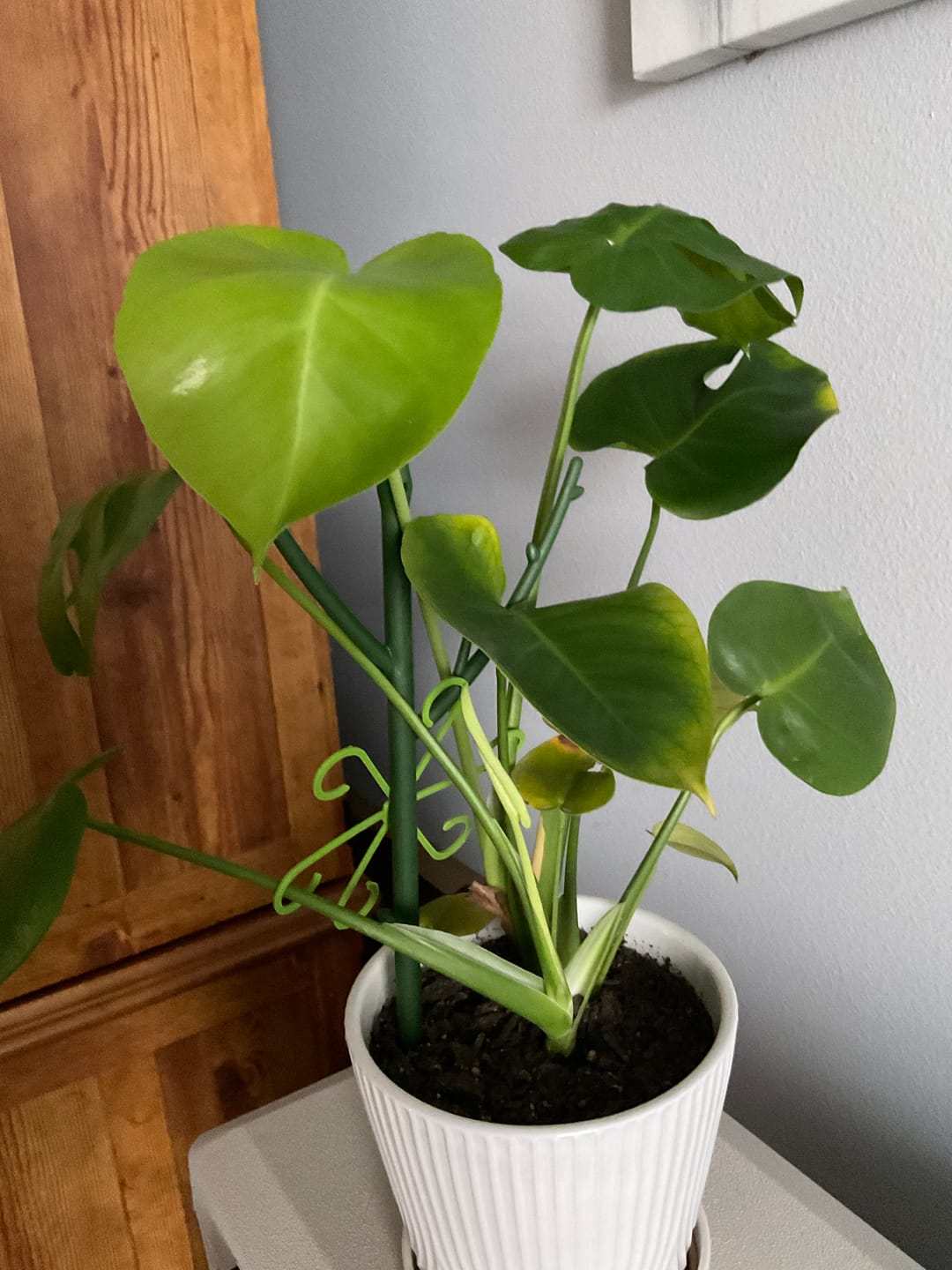 Customer photo review of Elm Power Bundle