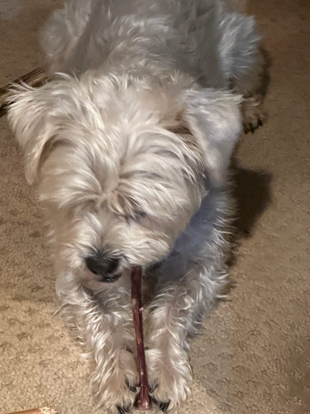 Customer photo review of 6 Inch Gullet Sticks
