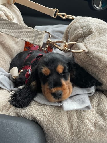 Customer photo review of Hazelnut | The Cosy Car Seat